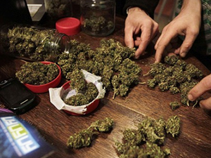 Juiz absolve homem acusado de transportar 173 quilos de maconha