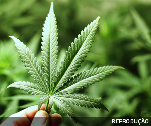 STF tranca ação contra acusada de vender bolo de maconha